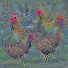 n01514668 cock